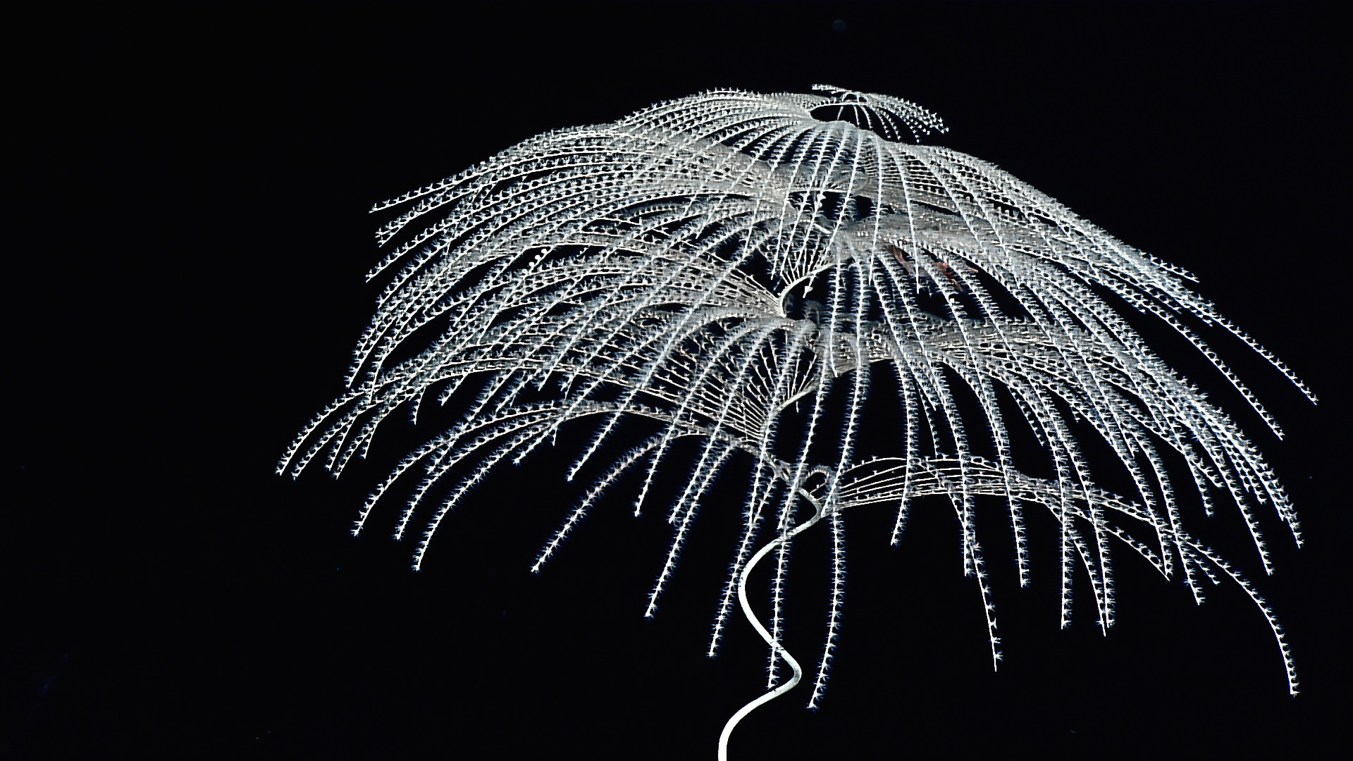 Bioluminescenza