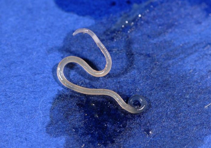 Rinvenuti Anisakidi nel salmone in scatola: la refrigerazione è risultata insufficiente