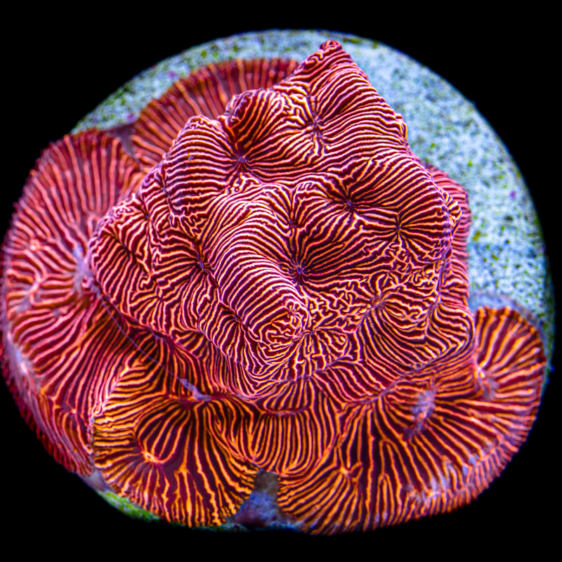 creature marine