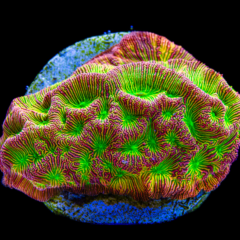creature marine