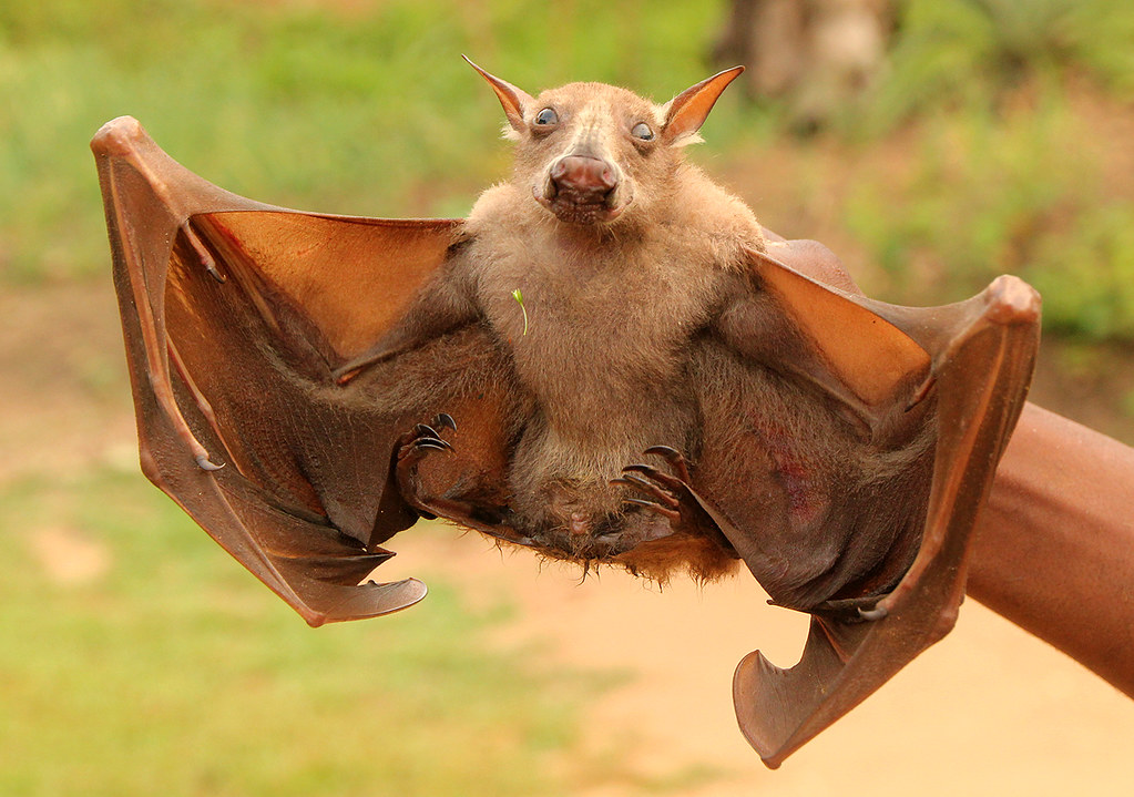 I pipistrelli dalla testa a martello hanno un insolito rituale di accoppiamento 3 Pipistrelli dalla testa a martello