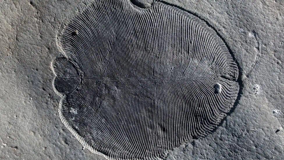 Campo magnetico terrestre: indebolimento e vita complessa 3 Un fossile di Dickinsonia, l'animale più antico del mondo. Crediti: Ilya Bobrovskiy/Università Nazionale Australiana.