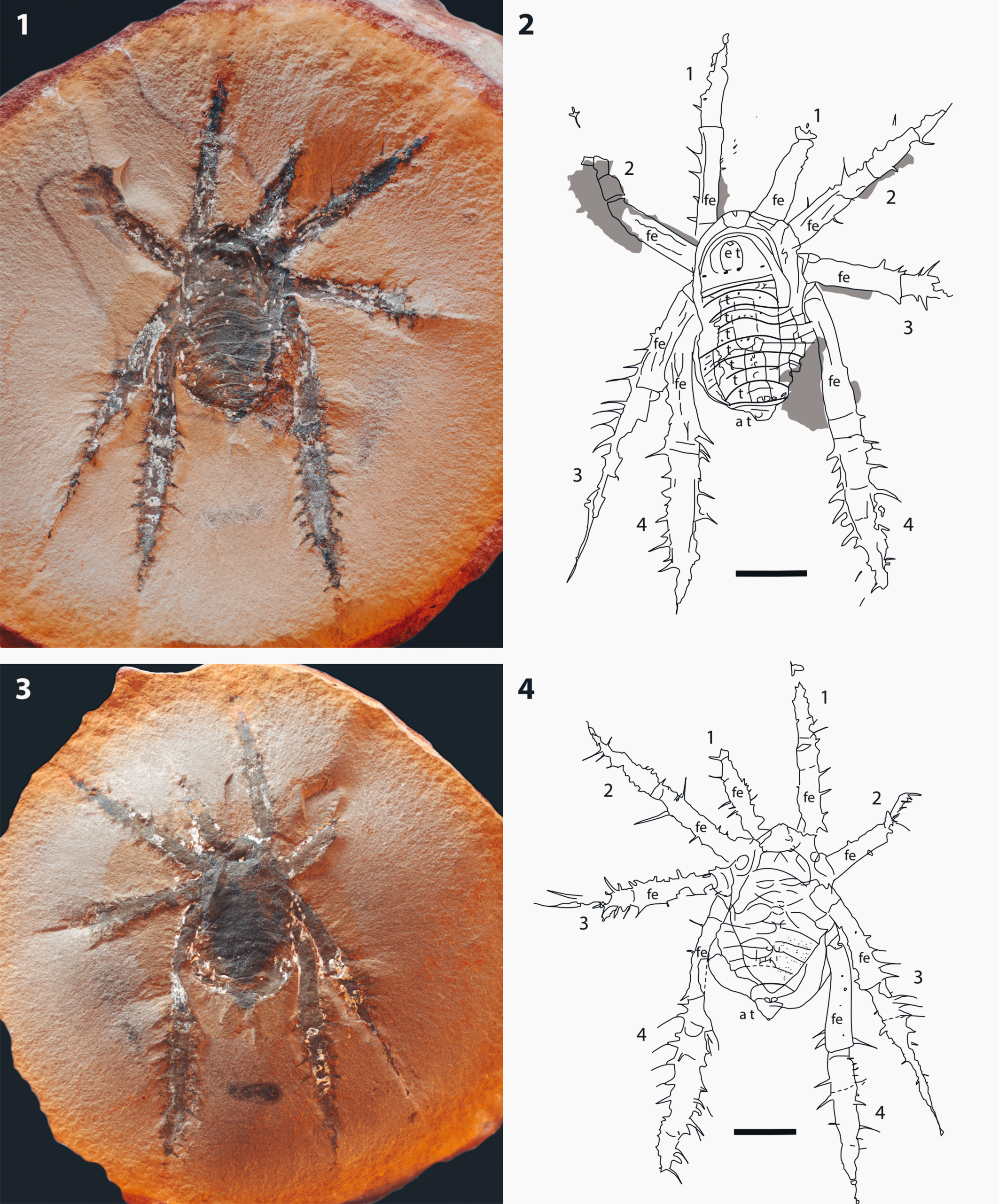 fossile di aracnide spinoso