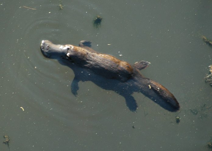 Monotremi: scoperte 3 nuove specie in Australia