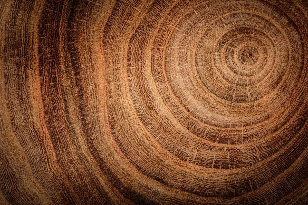 Insediamento preistorico di 7.000 anni: datato con precisione grazie ai raggi cosmici 4 Insediamento preistorico
