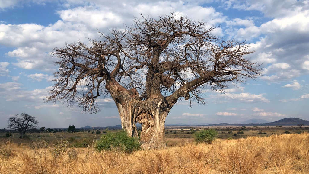 Baobab