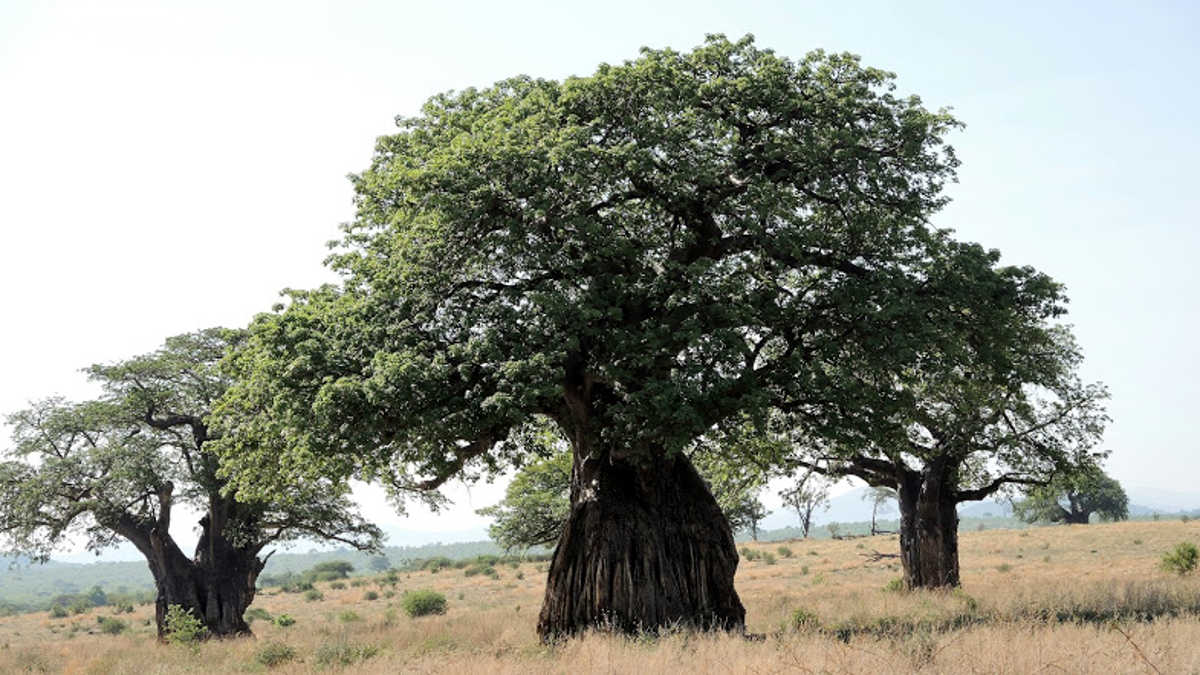 Baobab