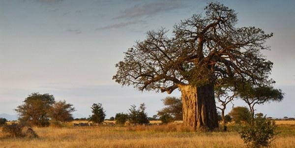 Baobab