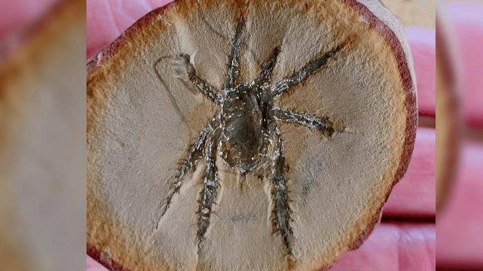 Scoperto fossile di aracnide spinoso di 308 milioni di anni 1 fossile di aracnide spinoso