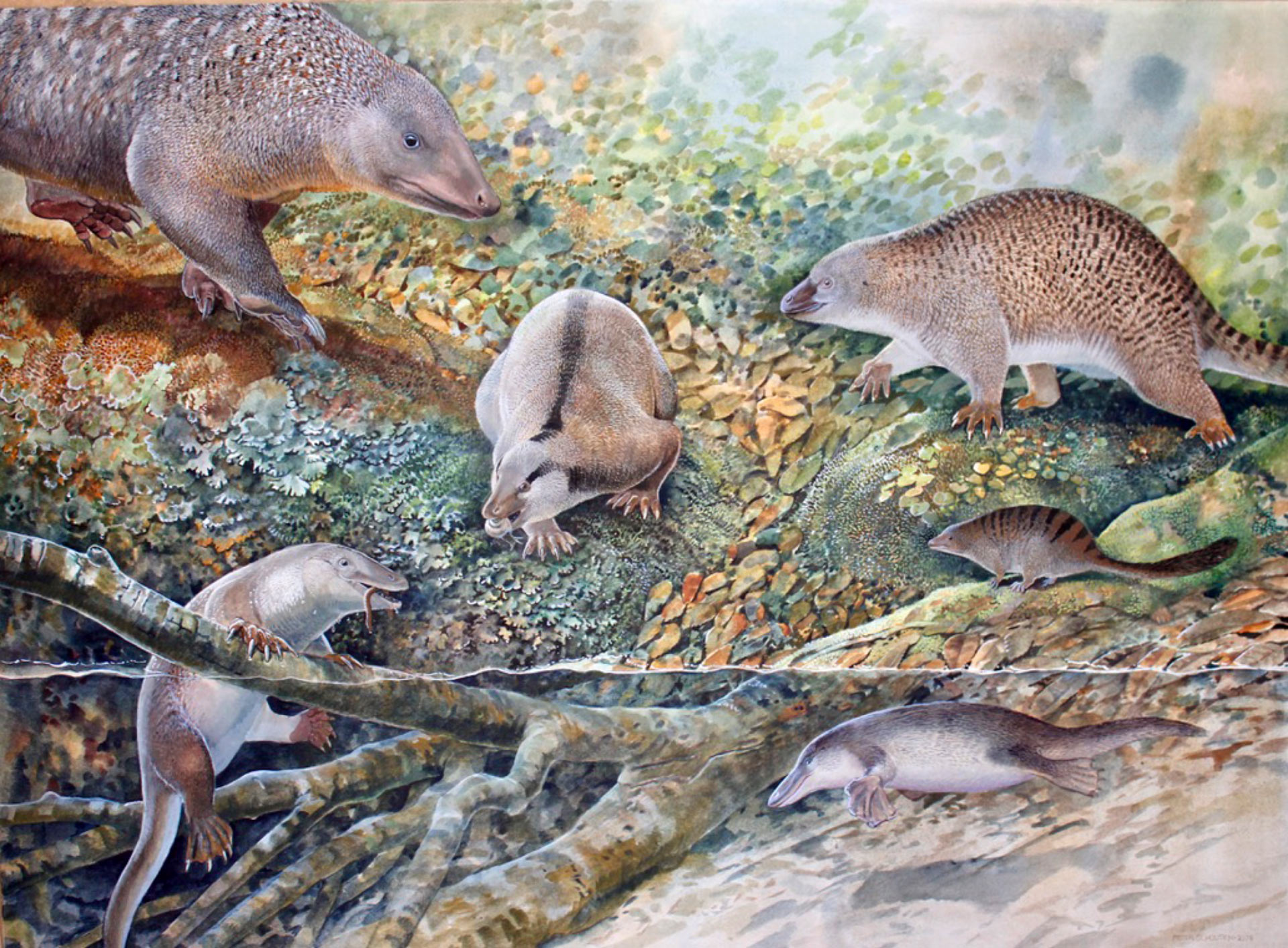 monotremi