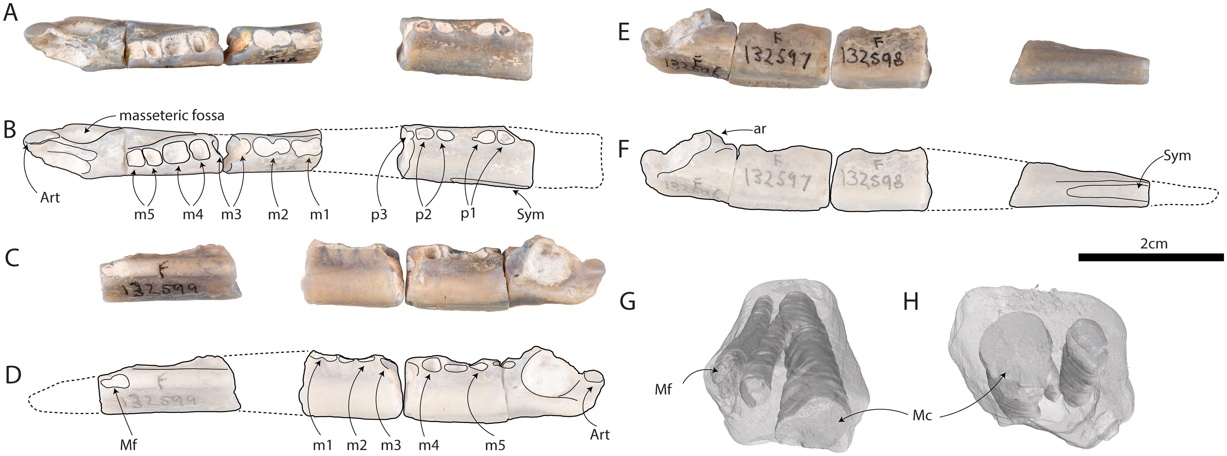 monotremi