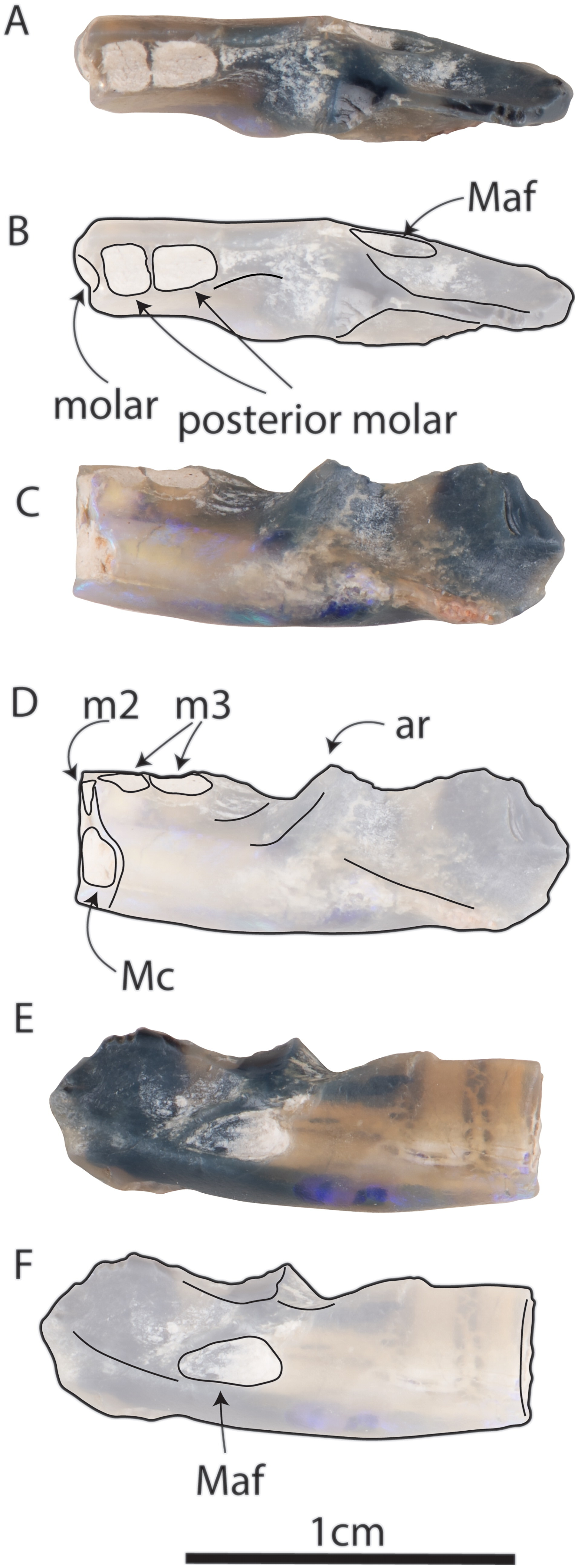 monotremi