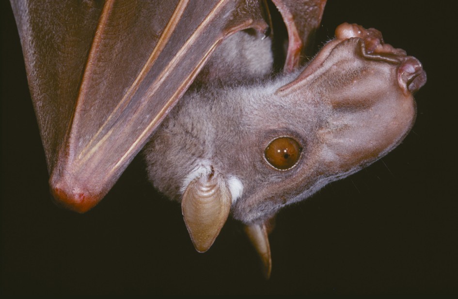 I pipistrelli dalla testa a martello hanno un insolito rituale di accoppiamento 1 Pipistrelli dalla testa a martello