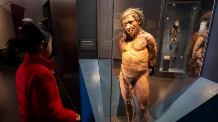 Neanderthal e Homo sapiens: quali differenze li hanno caratterizzati?
