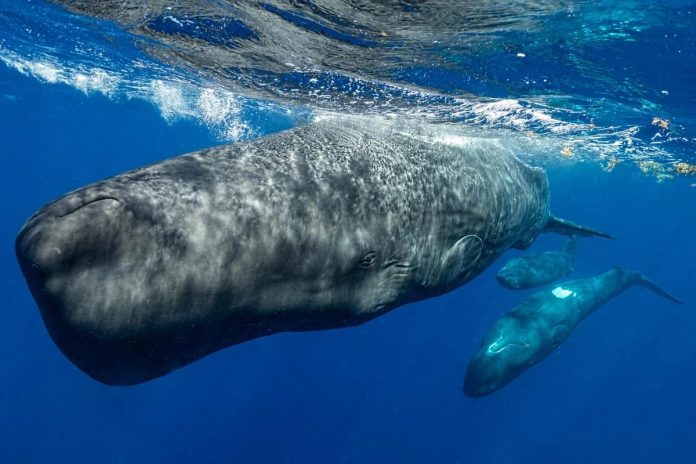 Capodogli: l'AI svela il loro linguaggio complesso