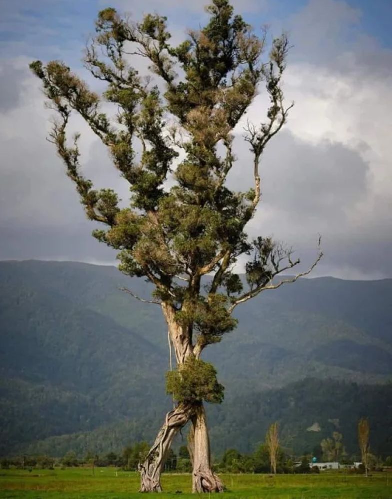 Rātā settentrionale: l'insolito albero che sembra camminare come un Ent 1 Rātā settentrionale