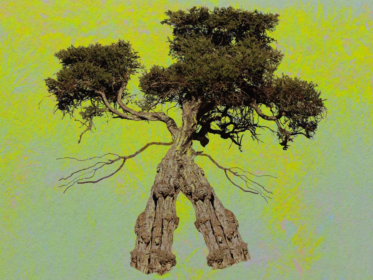 Rātā settentrionale: l'insolito albero che sembra camminare come un Ent 2 Rātā settentrionale