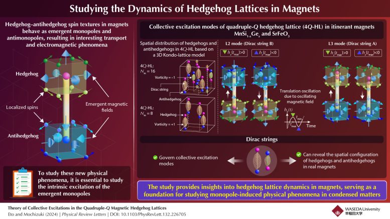 Monopoli magnetici scoperti in materiali reali 2 Le modalità di eccitazione collettiva dei reticoli del riccio sono governate dall'oscillazione delle stringhe di Dirac, che collegano un riccio e un antiriccio, che possono essere utilizzate per studiare la loro configurazione spaziale nei magneti. Credito: Masahito Mochizuki dell'Università di Waseda