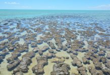 Grande evento di ossidazione: l’aumento dell’ossigeno atmosferico e oceanico è durato 200 milioni di anni Grande evento di ossidazione: l’aumento dell’ossigeno atmosferico e oceanico è durato 200 milioni di anni