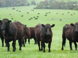 L'Eccellenza dell'Hamburger Gourmet di Black Angus a Torino