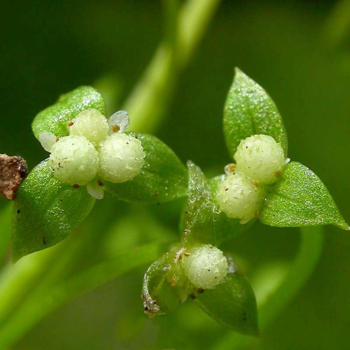 Floerkea proserpinacoides: ritrovata dopo 108 anni di assenza