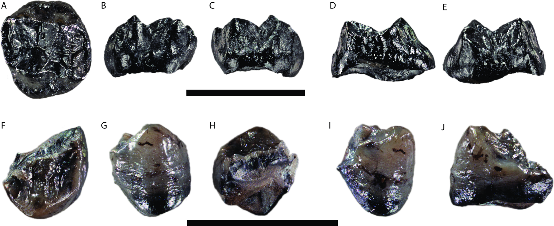 Nuova specie di grande scimmia