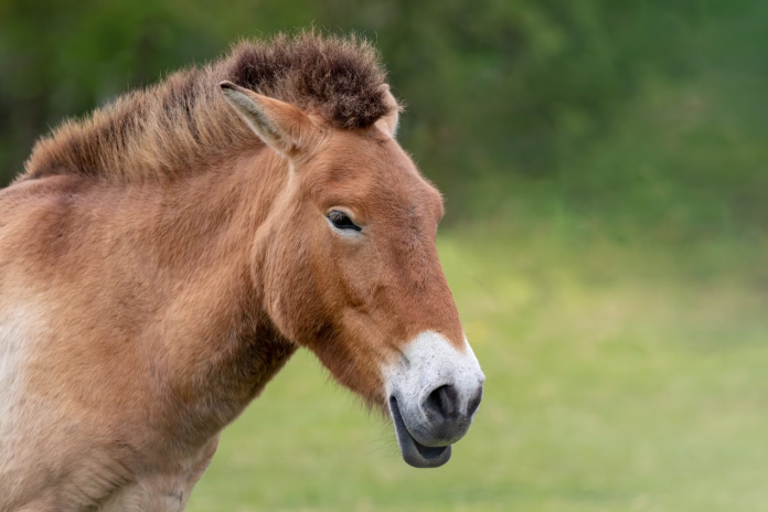 Cavallo di Przewalski