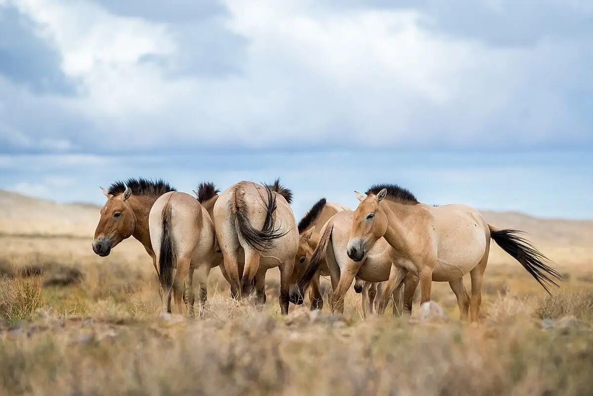 Cavallo di Przewalski