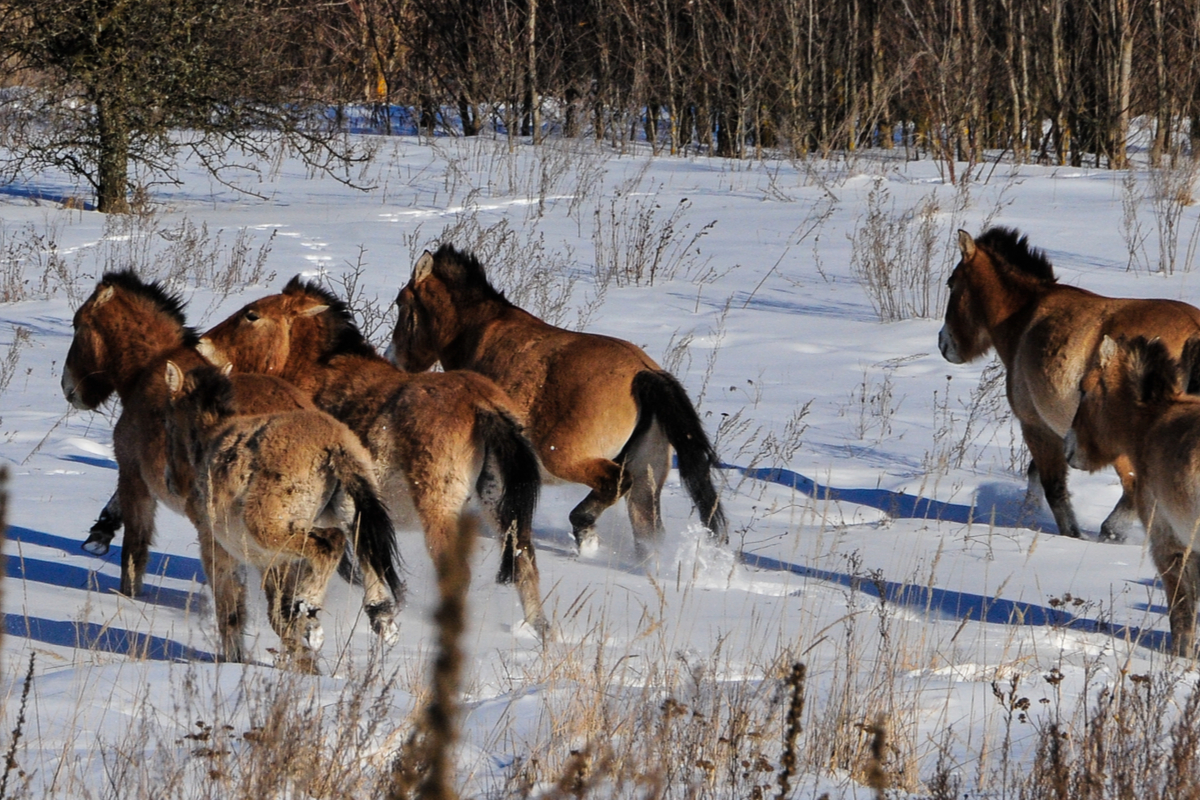 Cavallo di Przewalski