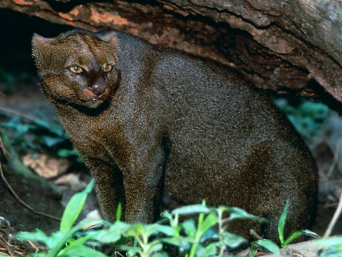 Jaguarundi: il piccolo gatto selvatico che ha 13 modi di "parlare" 2 jaguarundi