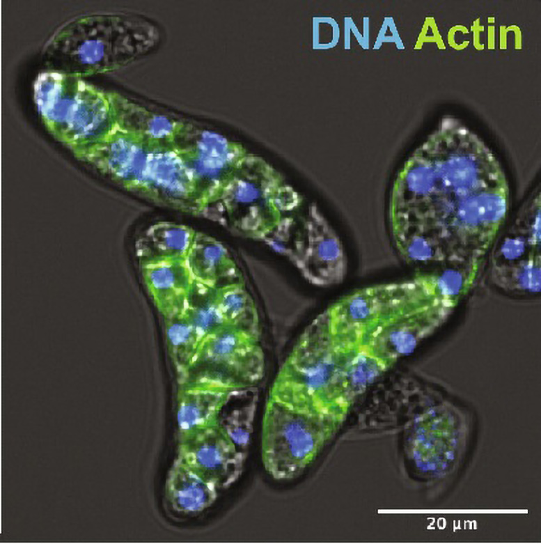 Antichi virus giganti e origini della vita: una nuova scoperta 1 Cellule di Amoebidium appalachense colorate per DNA (in blu, che mostra il nucleo) e actina (in verde), evidenziando le membrane cellulari nella fase di cellularizzazione della colonia. Credito: Alex de Mendoza