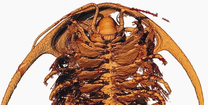 trilobiti