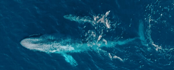 Avvistata una balenottera azzurra pigmea: potrebbe essere la più giovane mai vista in Australia 1 balenottera azzurra pigmea