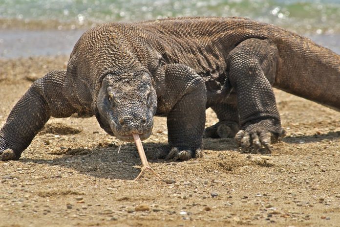 Draghi di Komodo