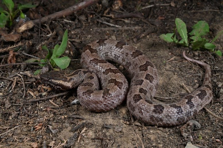 Ovophis jenkinsi: nuova specie di vipera velenosa scoperta in Cina 1 Un esemplare di Ovophis jenkinsi da Yingjiang, Yunnan, Cina. Credito: Xianchun Qiu