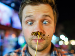 Insetti commestibili: Singapore pioniere con 20 specie