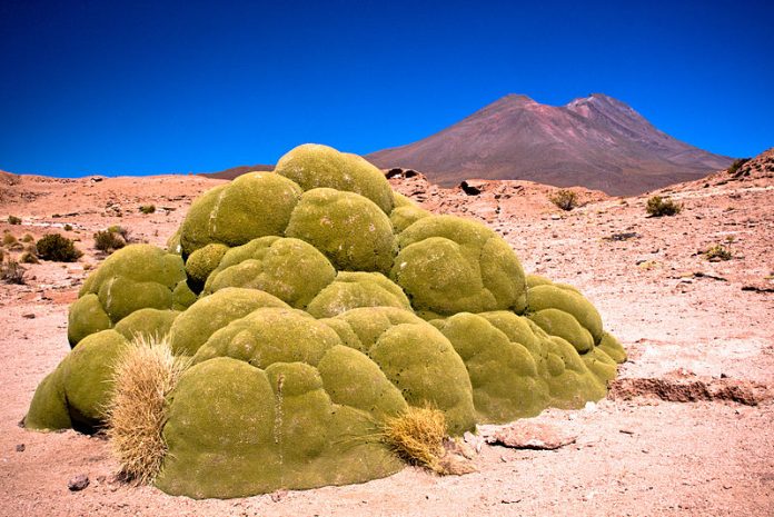 muschio del deserto