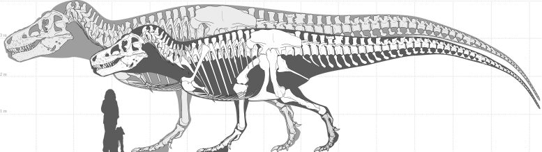 Il T-rex era più grande di quanto stimato in precedenza 1 Illustrazione che mostra lo scheletro del più grande scheletro di T. rex attualmente conosciuto (in primo piano) e il più grande possibile T-rex gigante ipotizzato in base alla modellazione al computer. La rappresentazione è tratta dai risultati dello studio del dott. Jordan Mallon e del dott. David Hone. Credito: Mark Witton