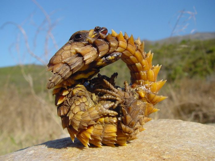 Lucertola armadillo