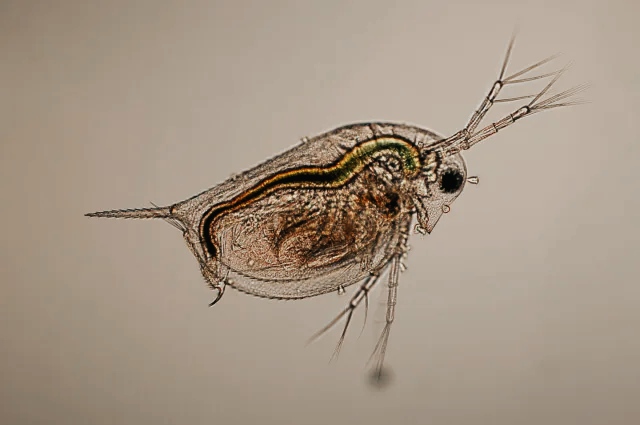 La pulce d'acqua si sta evolvendo alla velocità della luce 1 Pulce d'acqua