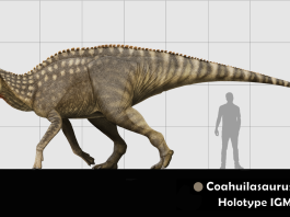 Coahuilasaurus lipani: un adrosauride vissuto 65 milioni di anni fa