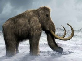 Yuka: 39000 anni fa venne a contatto con gli uomini