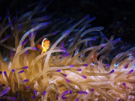 Anemone marina: evento insolito a 688 metri di profondità - video