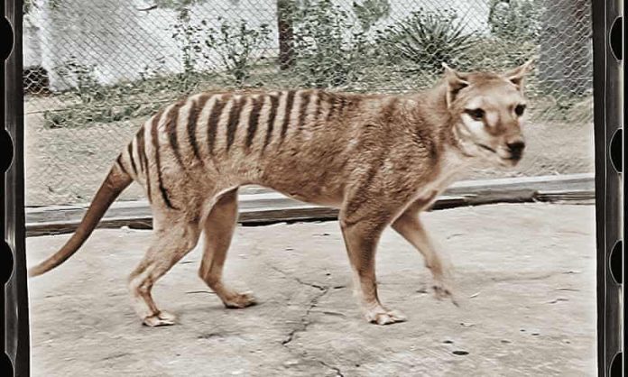 tigre della Tasmania