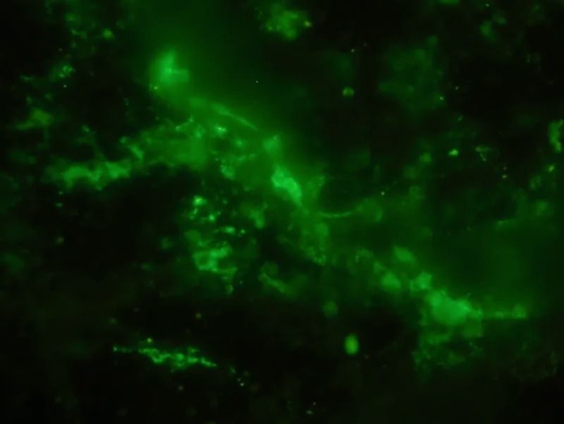 Trovati microrganismi ancora vivi in una roccia di 2 miliardi di anni fa 1 microrganismi