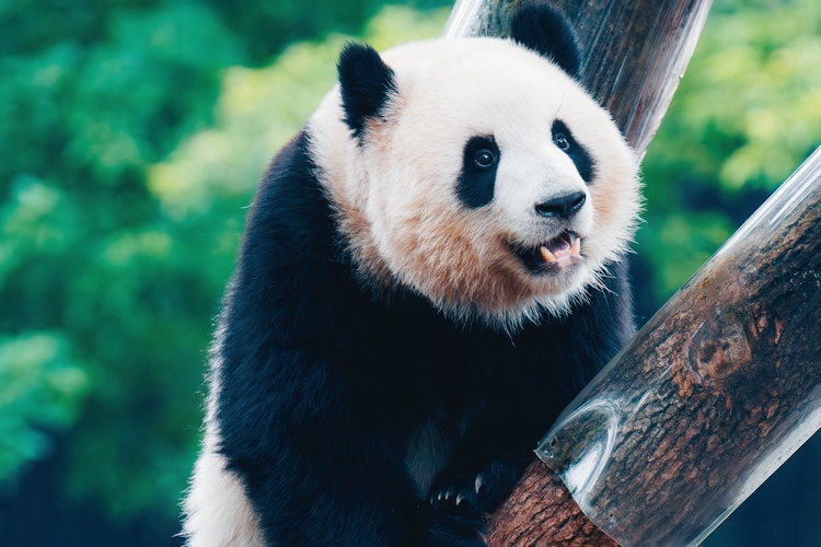 Le popolazioni di animali selvatici è diminuita del 73% in 50 anni 1 popolazioni di animali selvatici