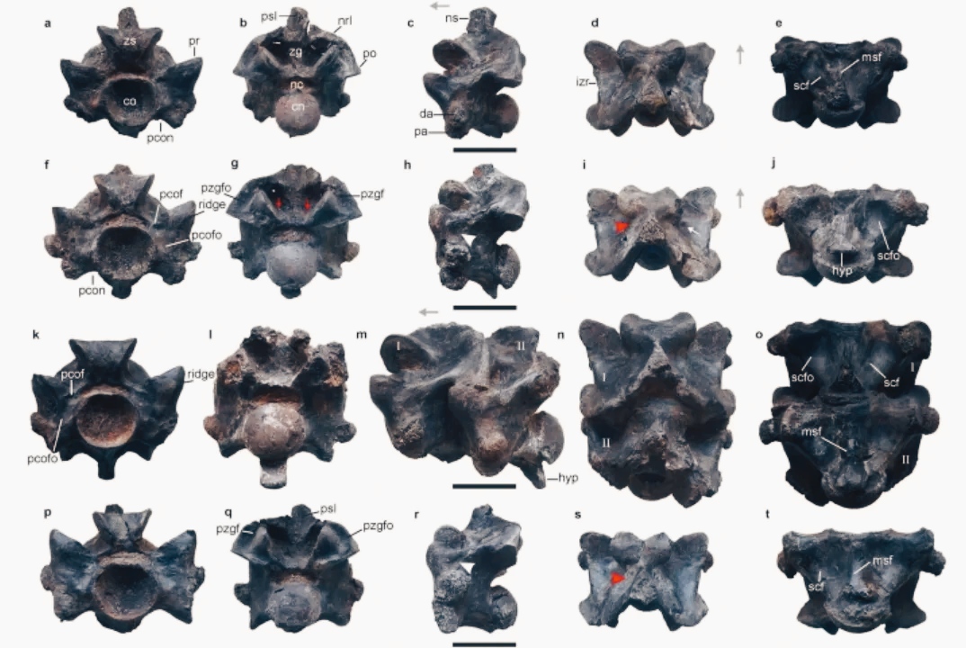 Trovato fossile di Vasuki Indicus, un serpente lungo oltre 15 metri 3 Vasuki Indicus