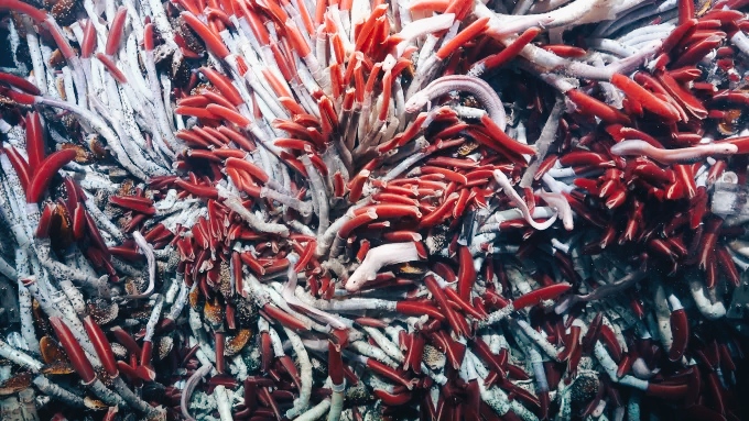 Scoperta una comunità di animali nel mondo dei fondali marini 1 Animali