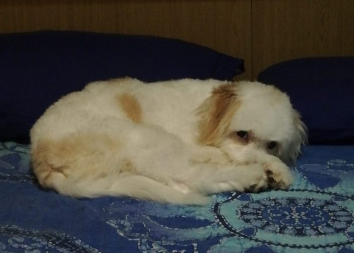 Come possedere un cane può influenzare la tua salute