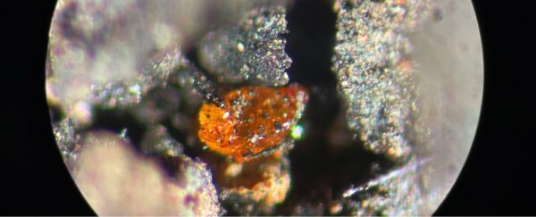 Il ritrovamento della prima ambra mai scoperta in Antartide dimostra che la foresta pluviale esisteva vicino al Polo Sud 1 Ambra